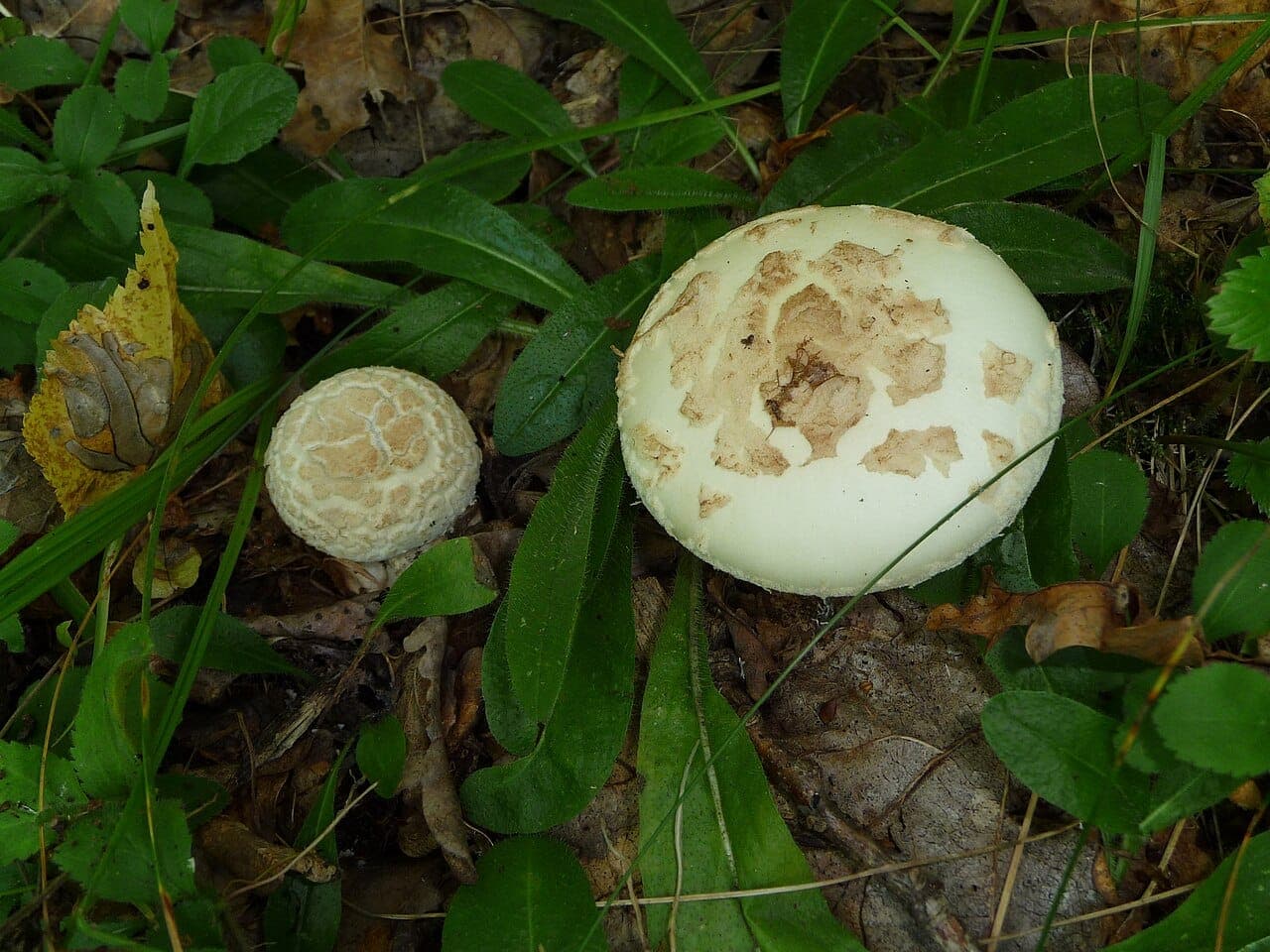 False death cap (Amanita citrina)