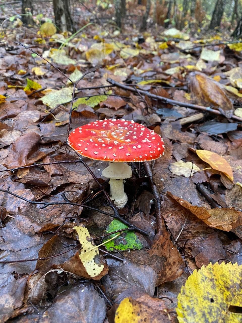 A fly agaric with a red, white-spotted cap among fallen autumn leaves