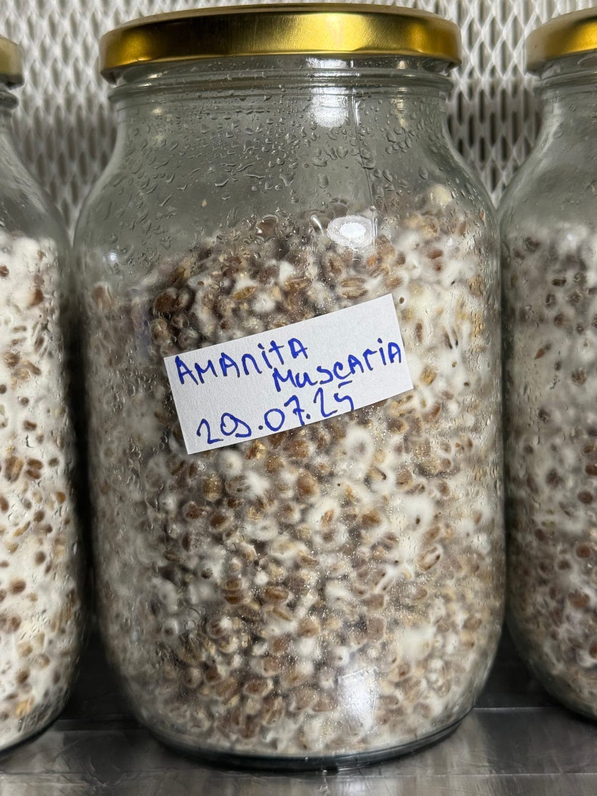 Mycelium threading between the grains