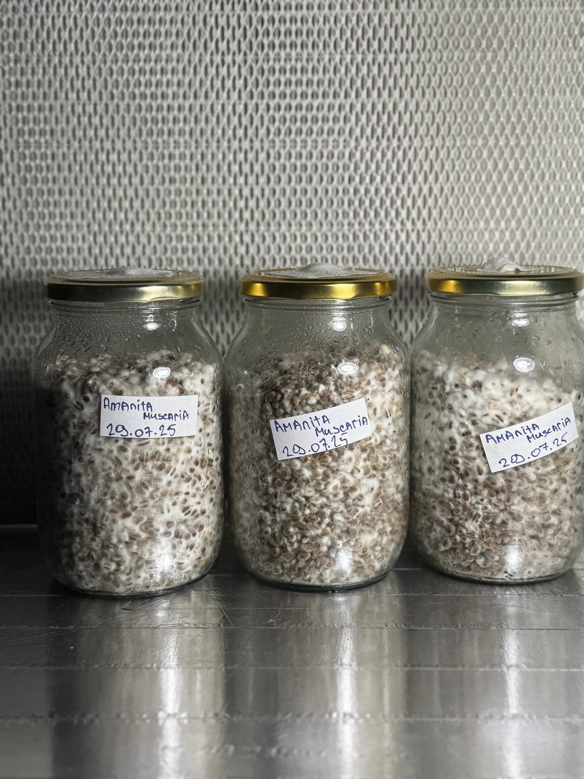 Three jars of grain mycelium, inoculated 20 July 2025