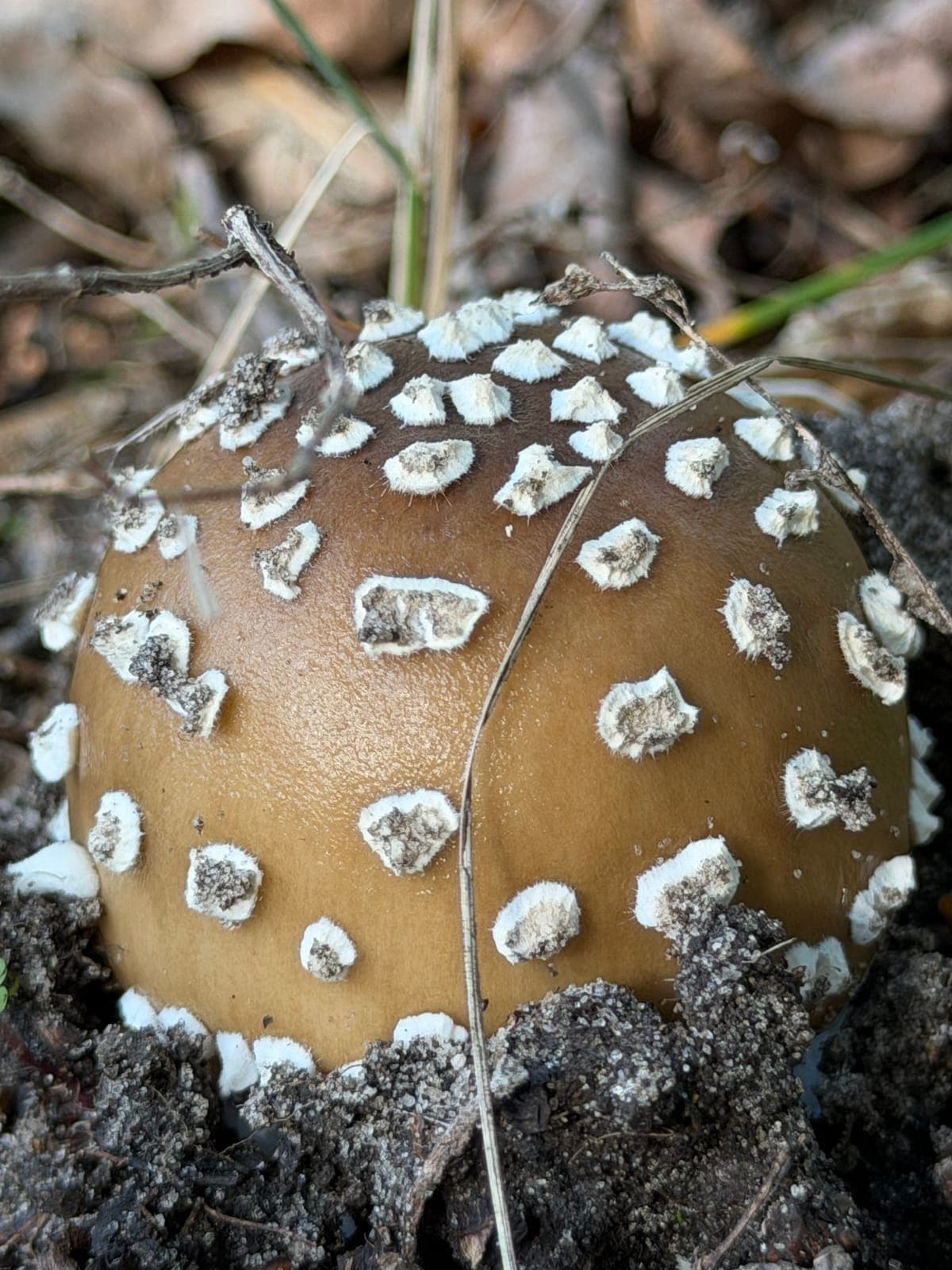 Emerging from the soil