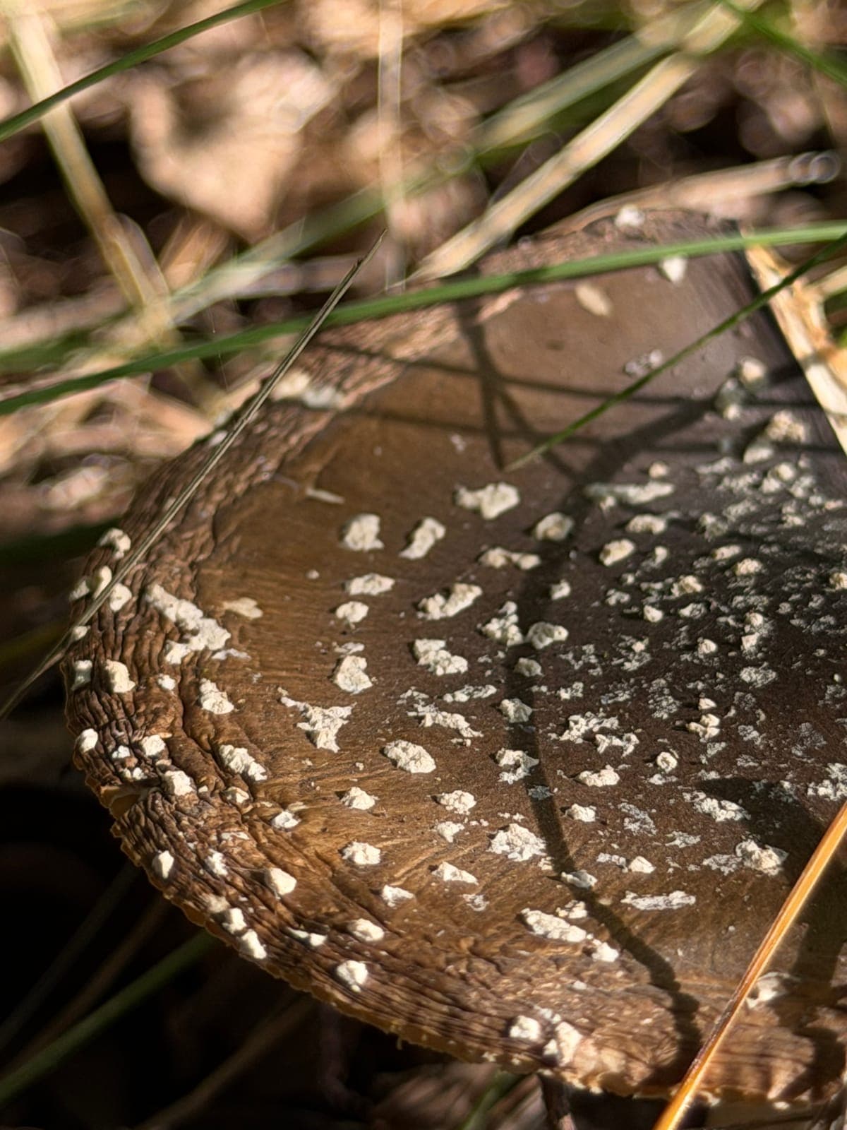 An old cap