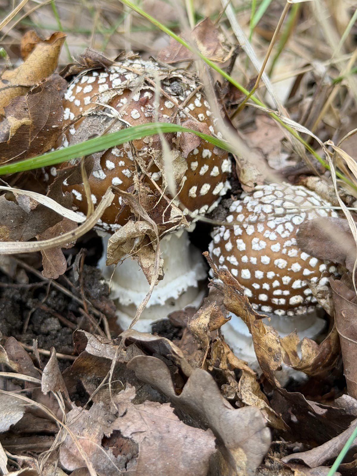 Two young fruiting bodies