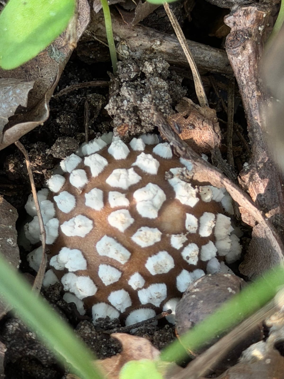 The white warts of the veil