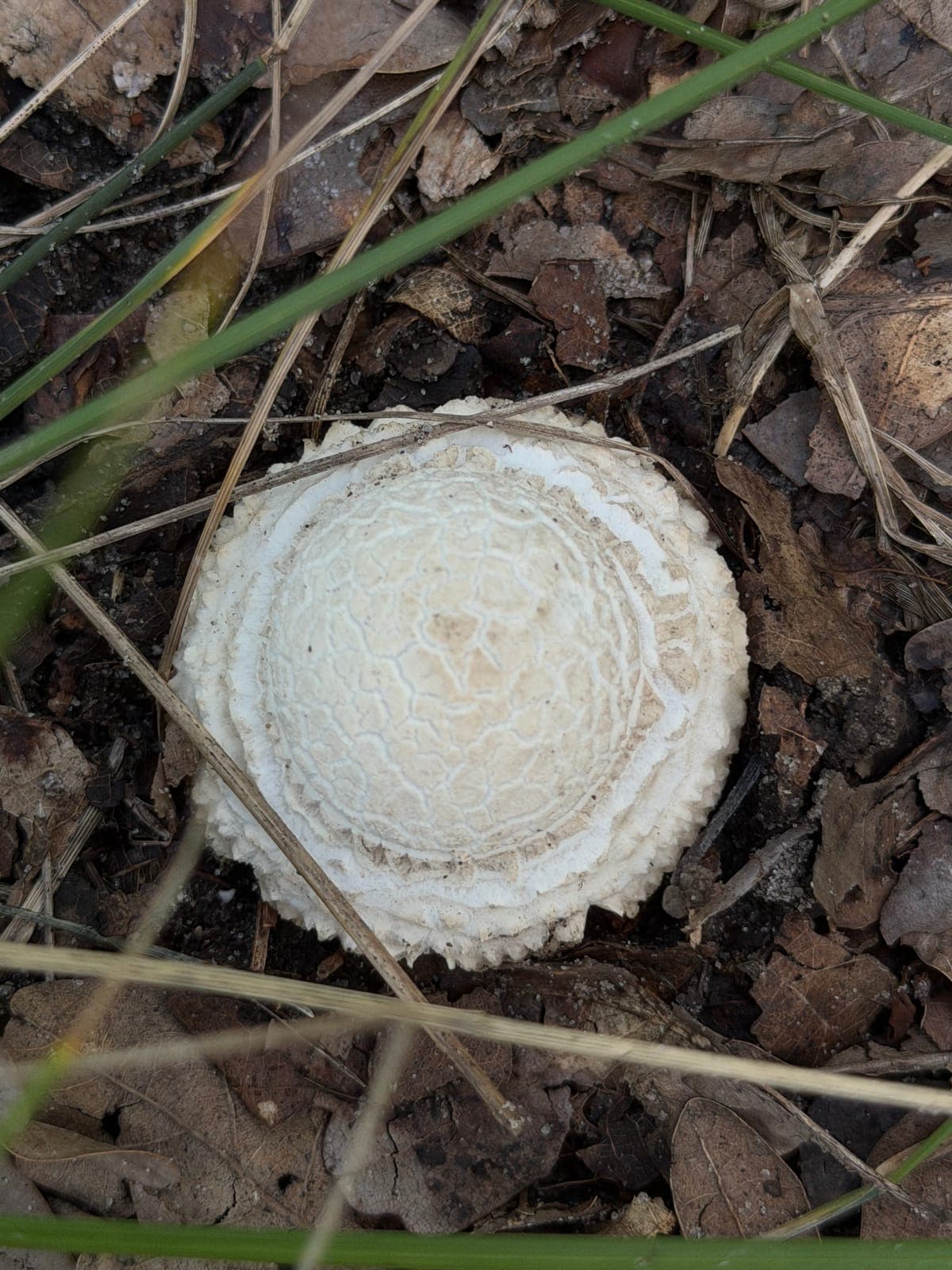 A young cap still under the veil
