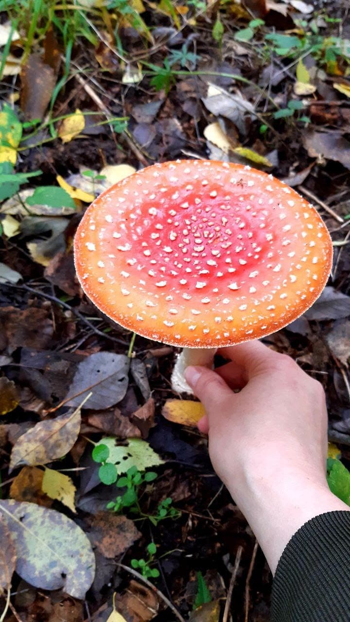 A mature cap