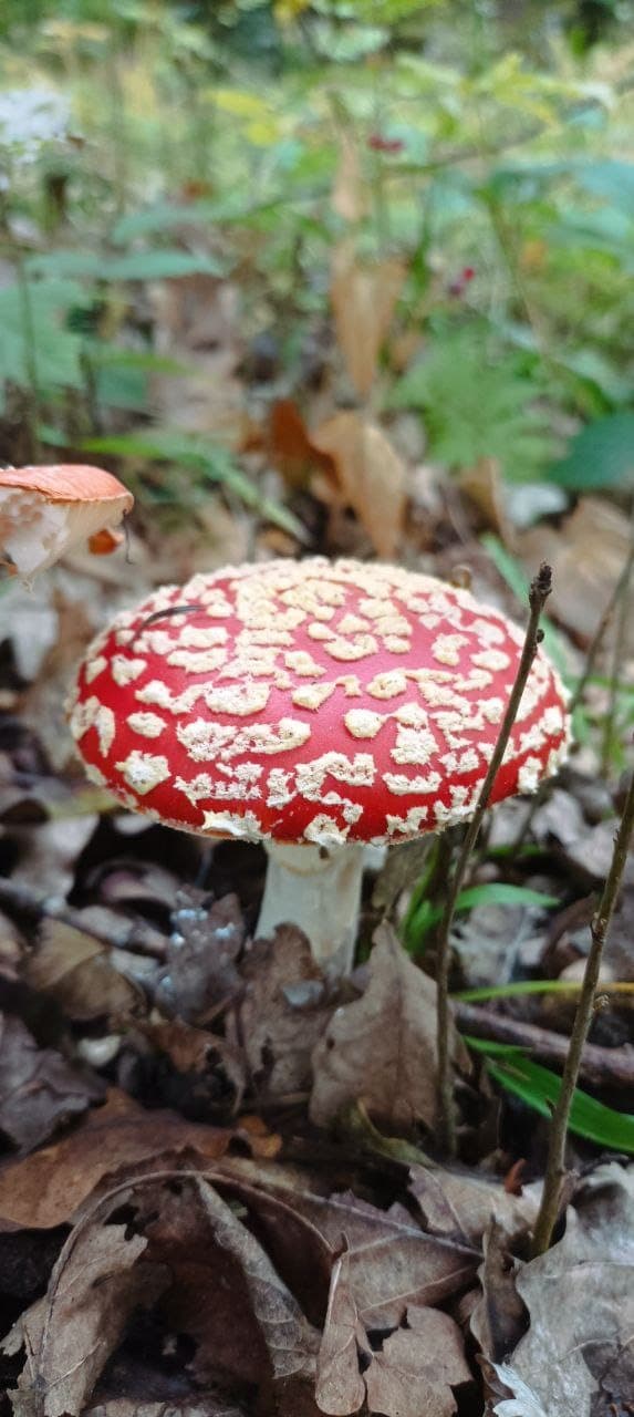 A young fruiting body